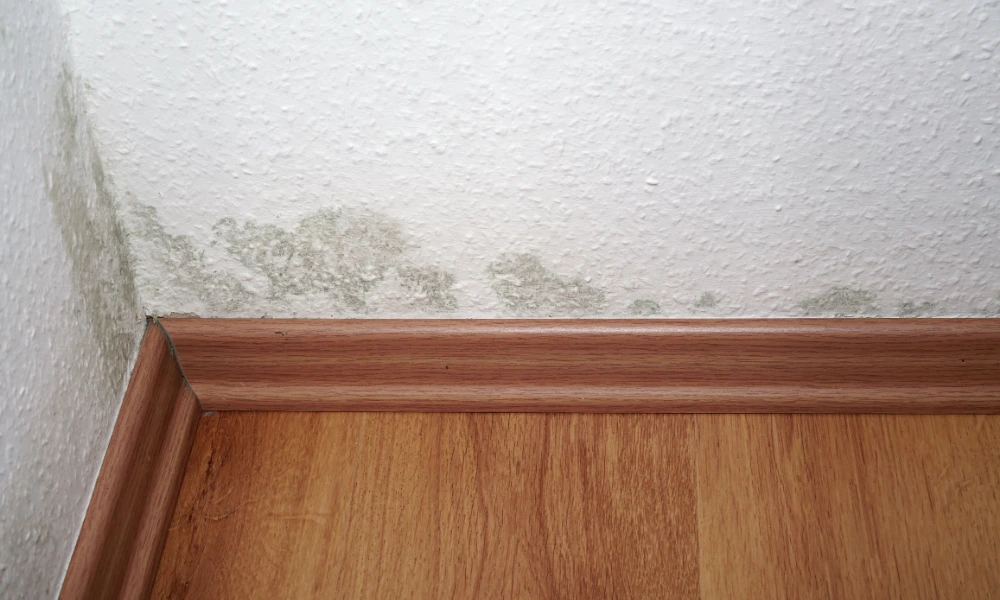 Mould-On-Wall
