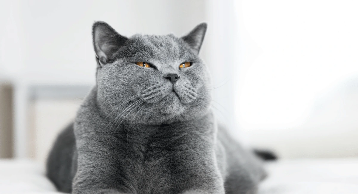 Benefícios do Premium Scenting para o bem-estar dos animais