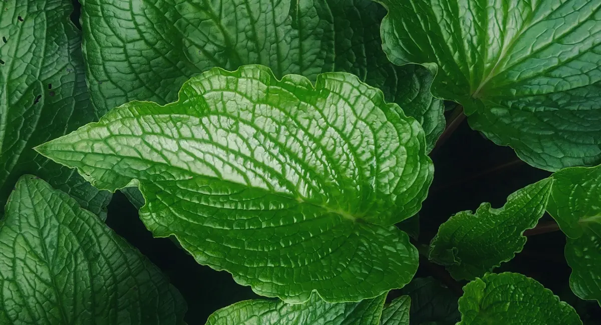 Aroma Mint Energy