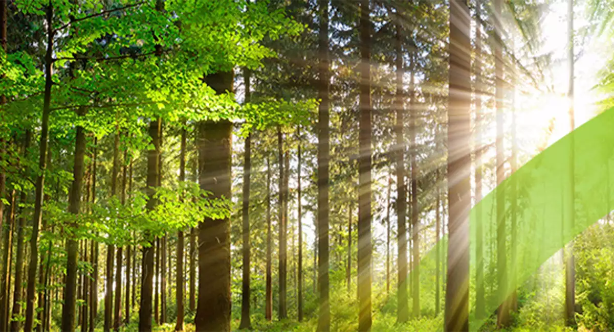 Trees