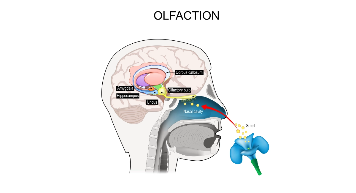 Olfactory nerves
