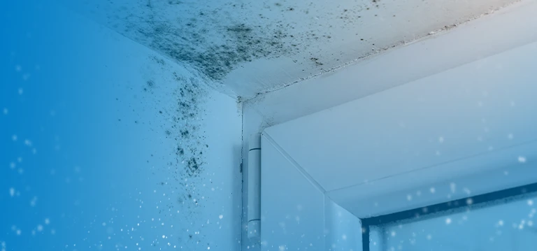 Mould on the ceiling
