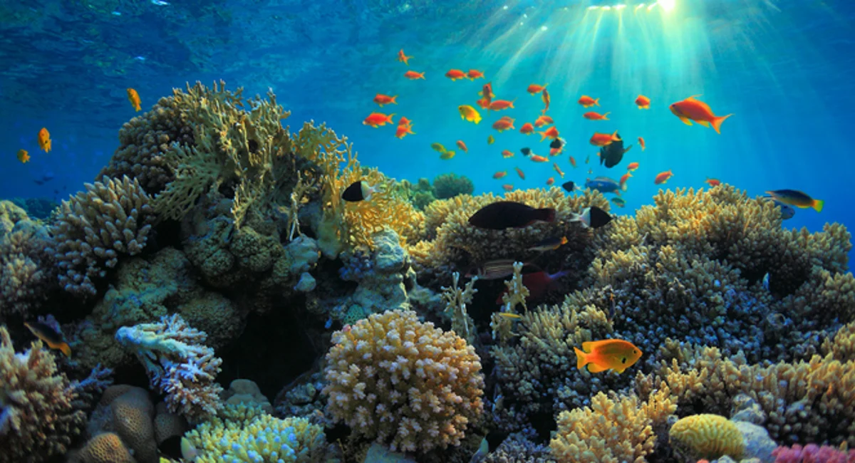 beau récif de corail avec poissons