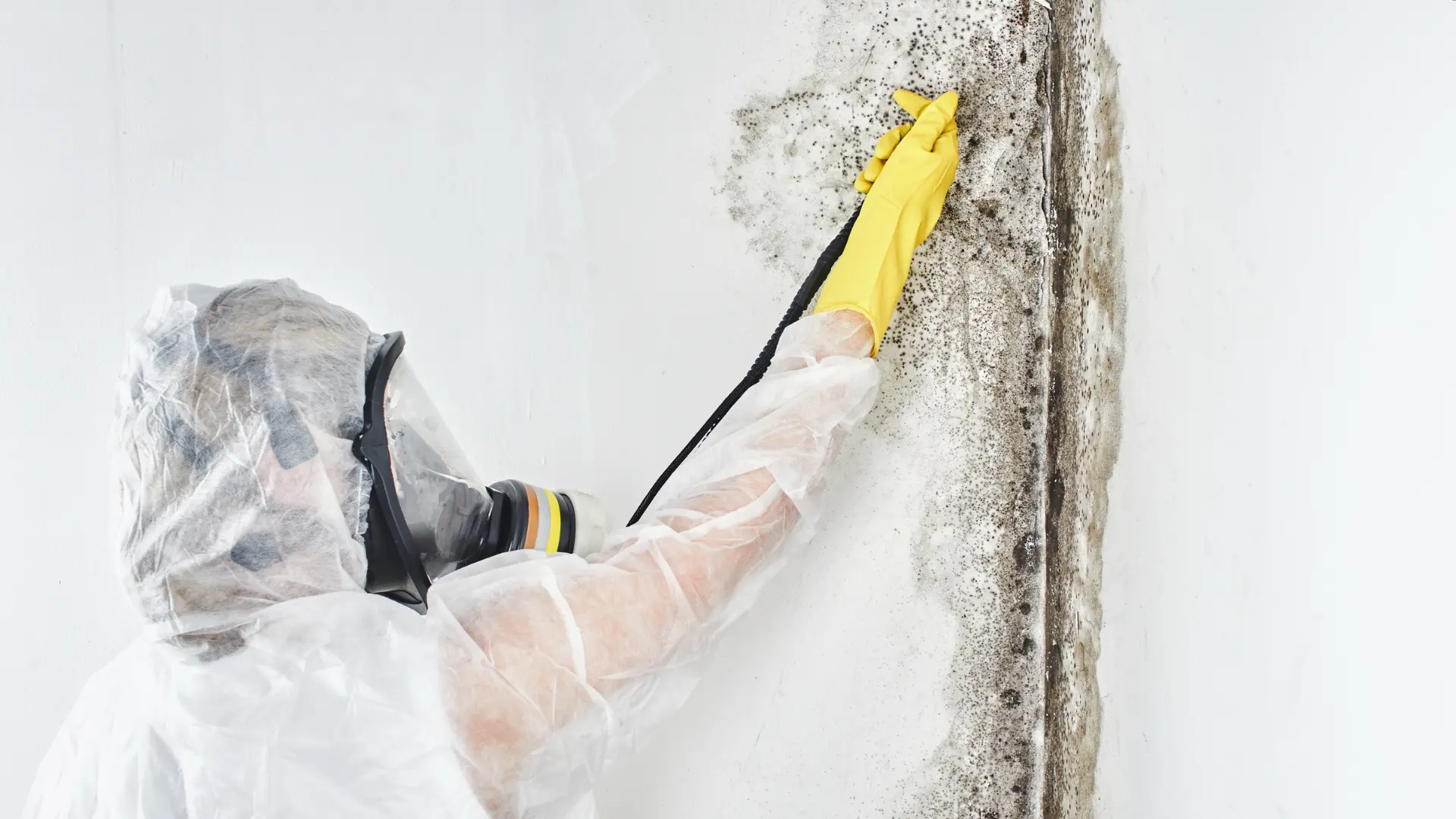 Mould-Remediation-Technician