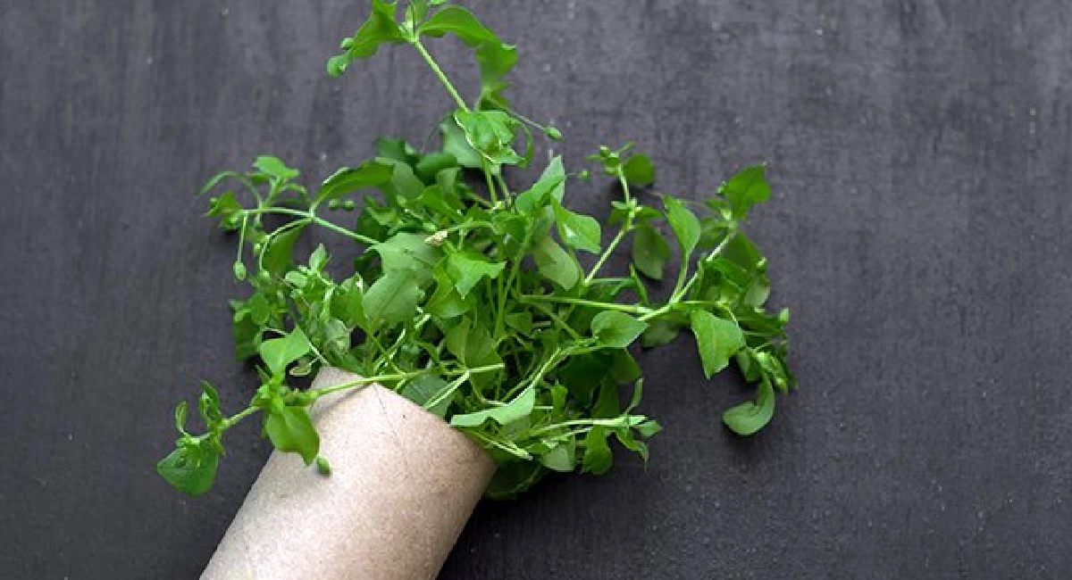 rouleaux de papier toilette plante