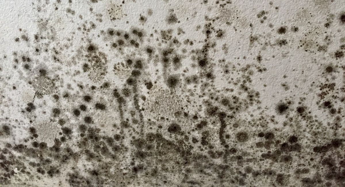 mould-problems-and-growth
