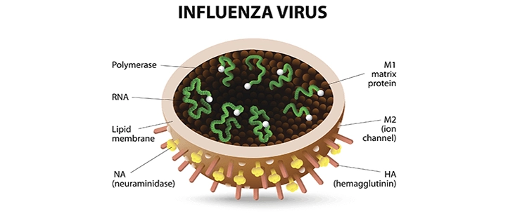 influenza virus