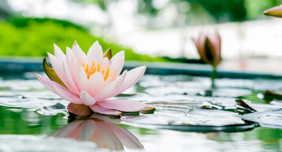 Lotus flower