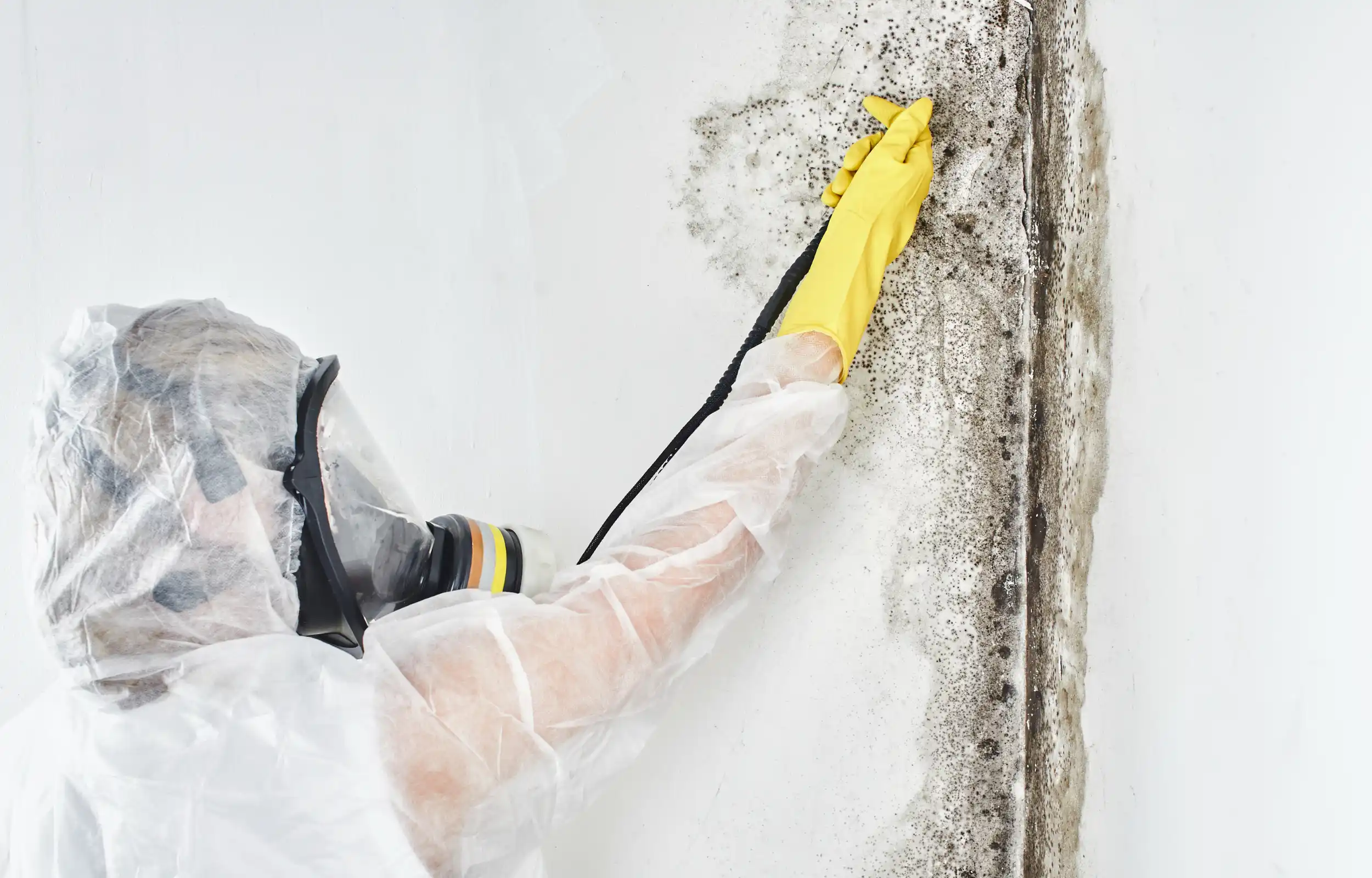 mould-remediation