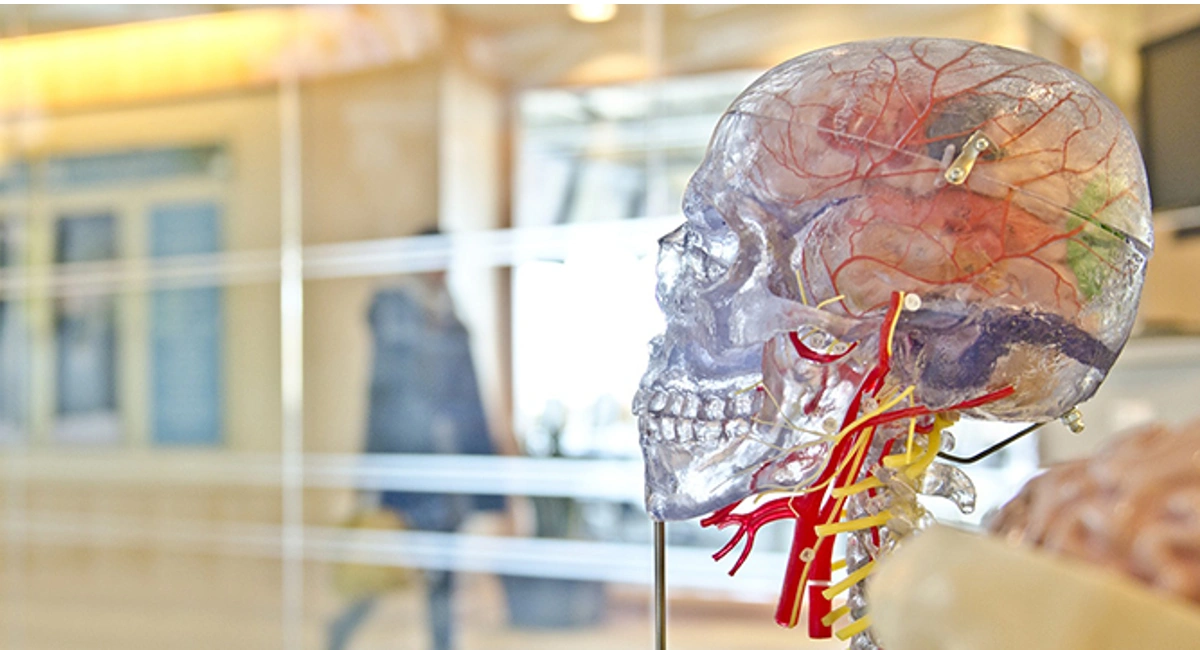 senteurs sur le comportement cerveau