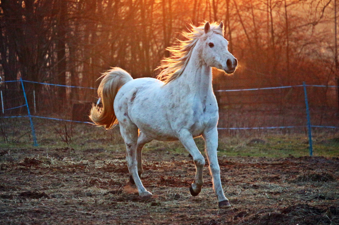 Chinese New Year of Horse