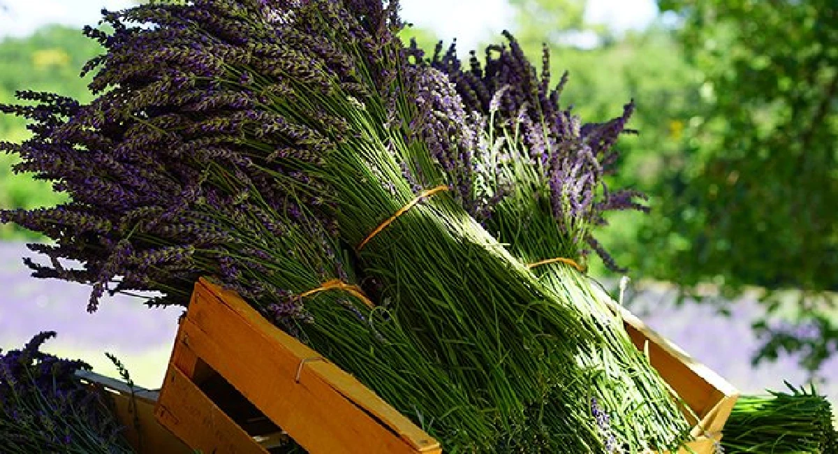 senteurs sur le comportement fleur