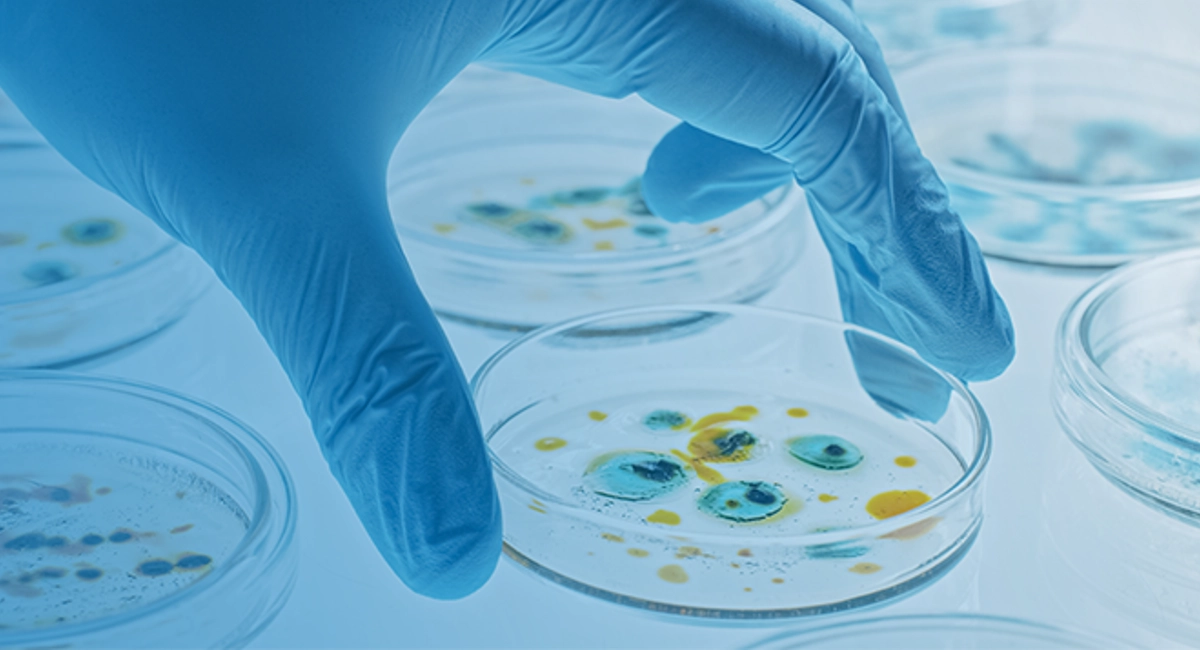 main gantée manipulant des boites de Pétri dans un laboratoire 