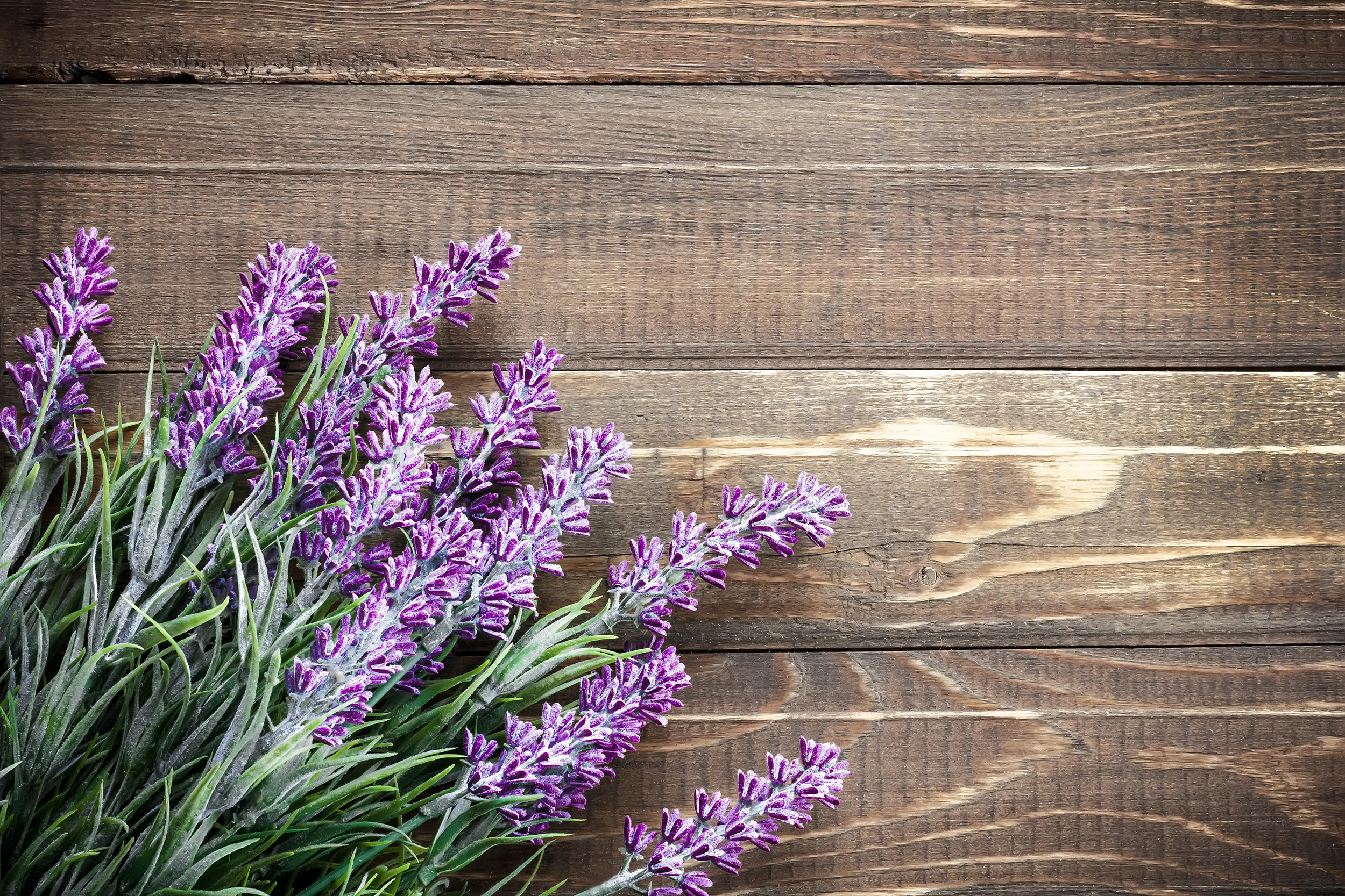 lavanda