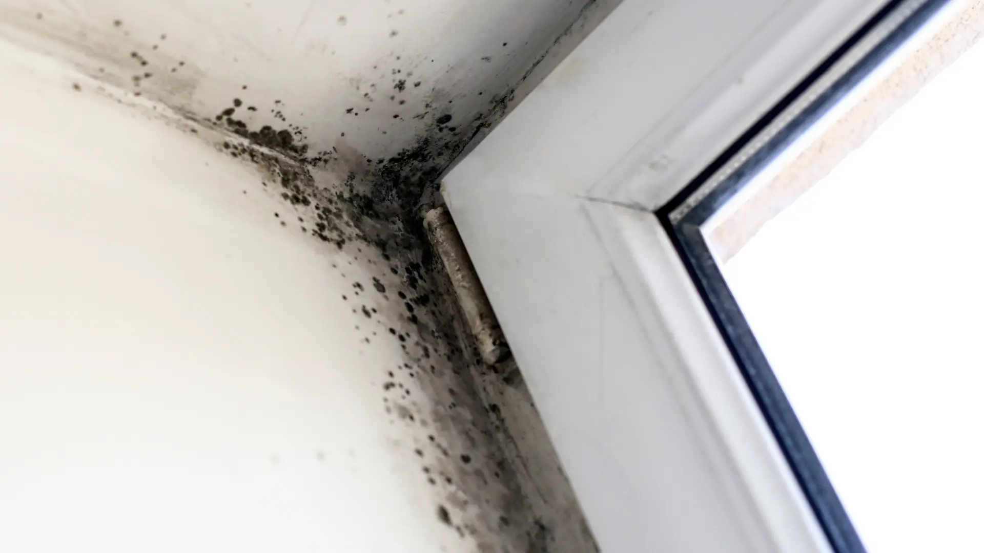 Mould-Remediation-Technician