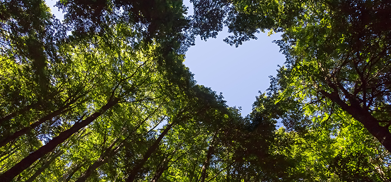 forêt durable avec un coeur découpant le ciel