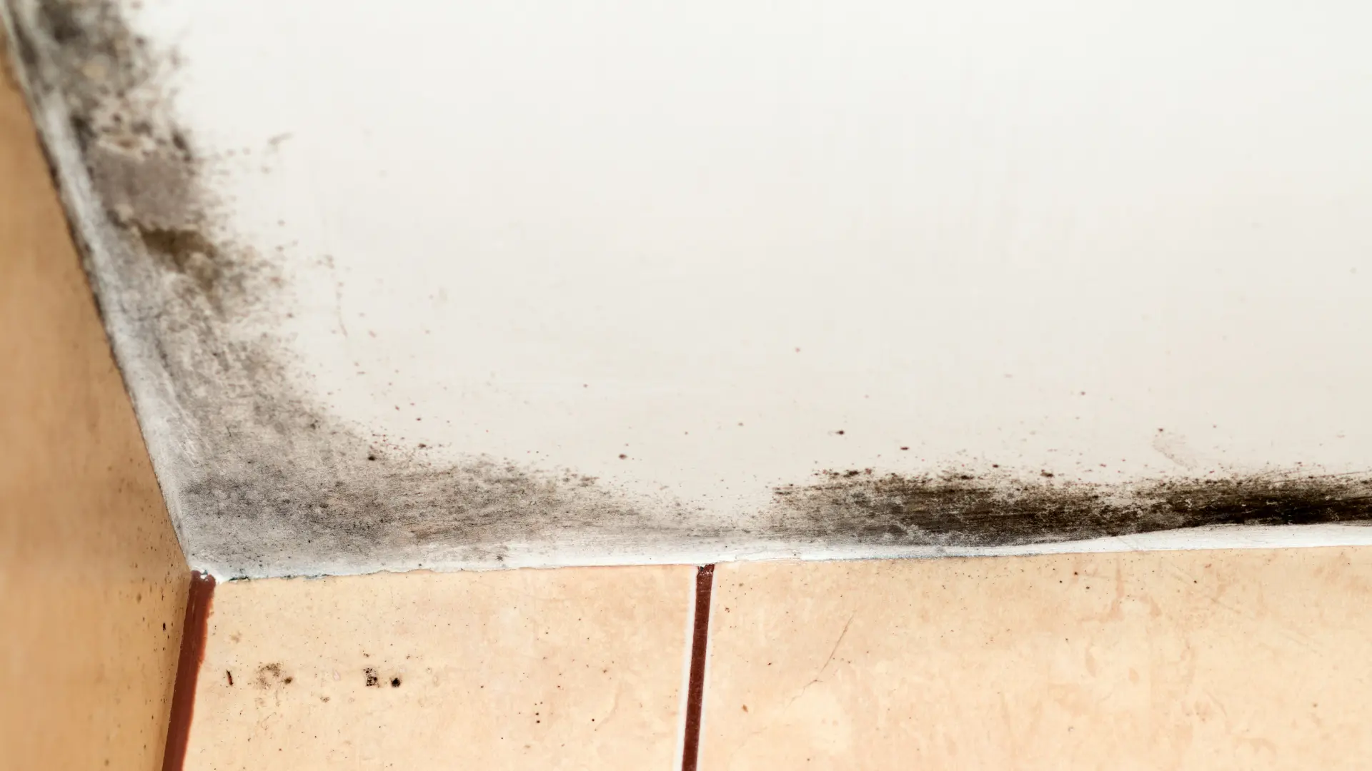 Mould-Remediation-Technician