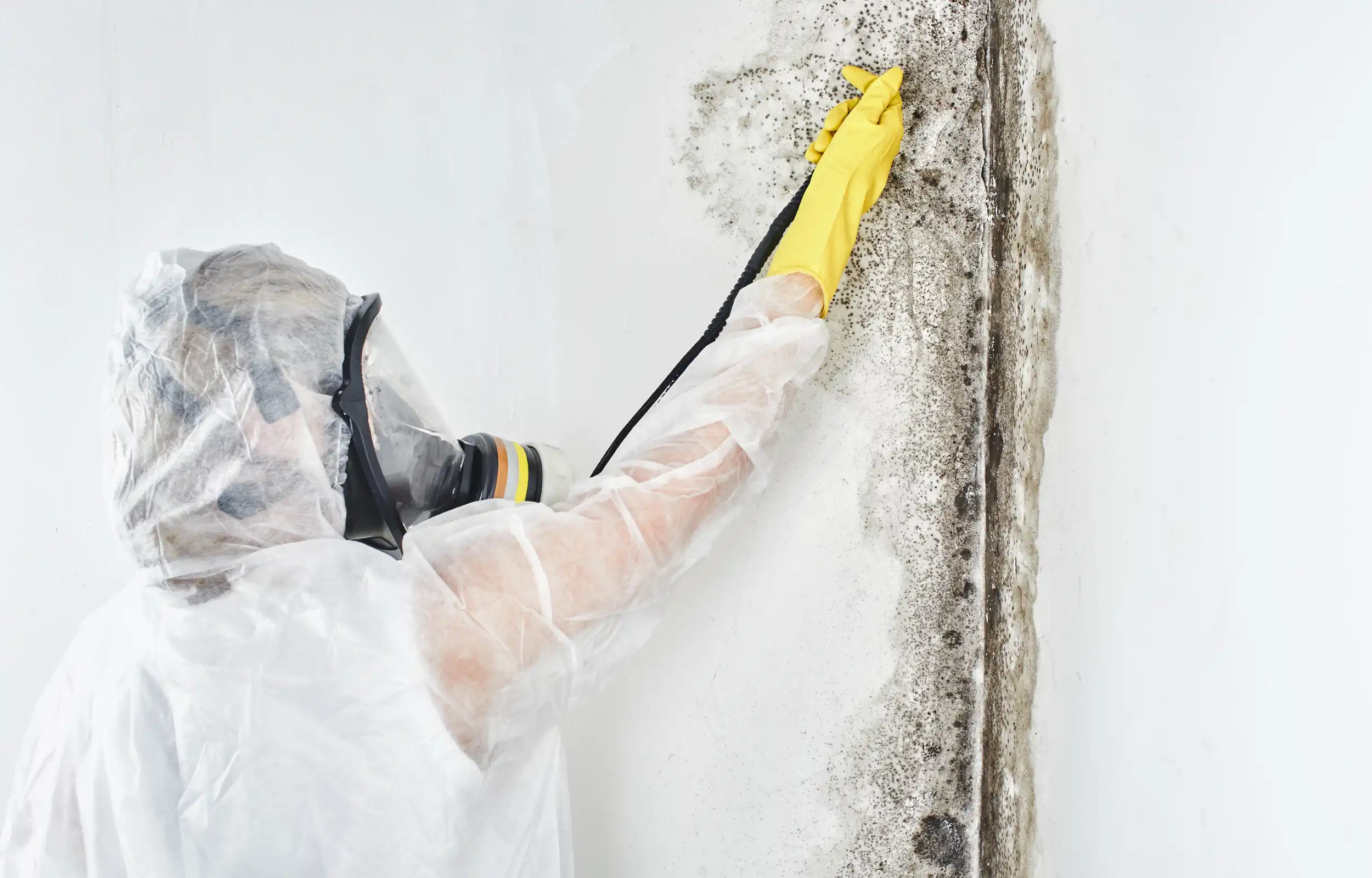 mould-remediation