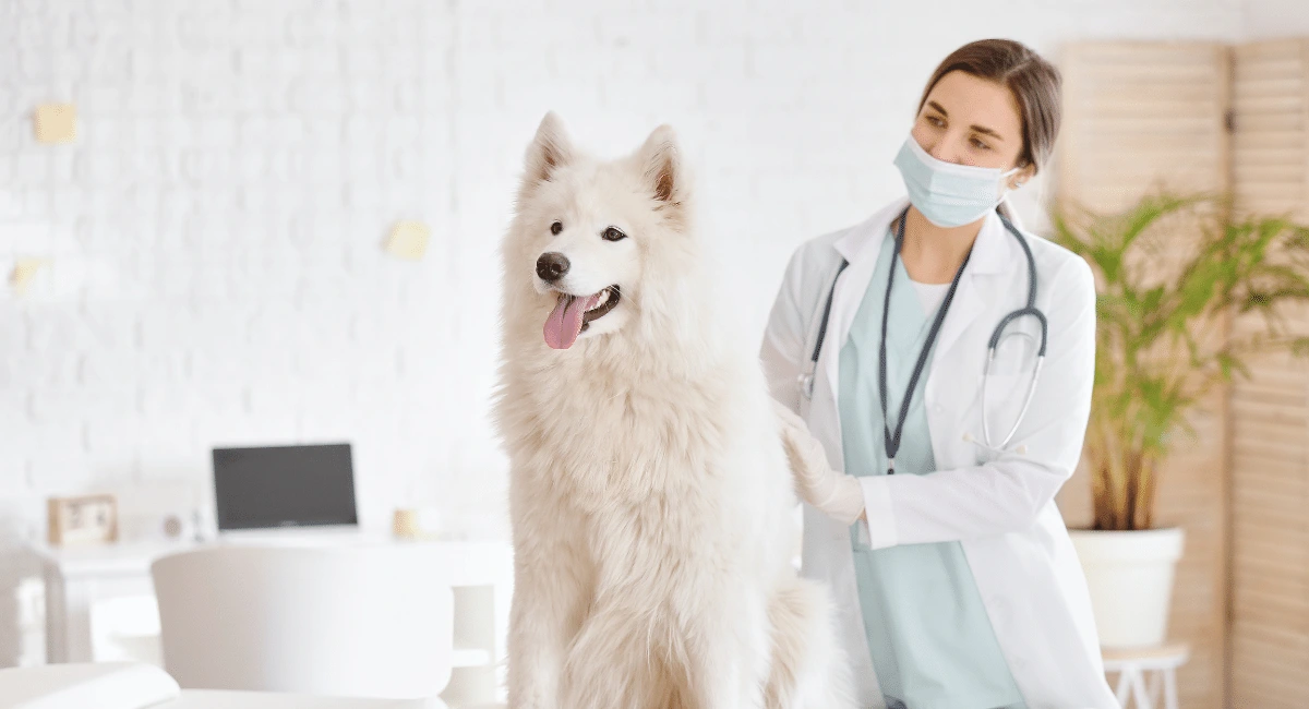 Porque a neutralização de maus odores é importante em Clínicas Veterinárias?
