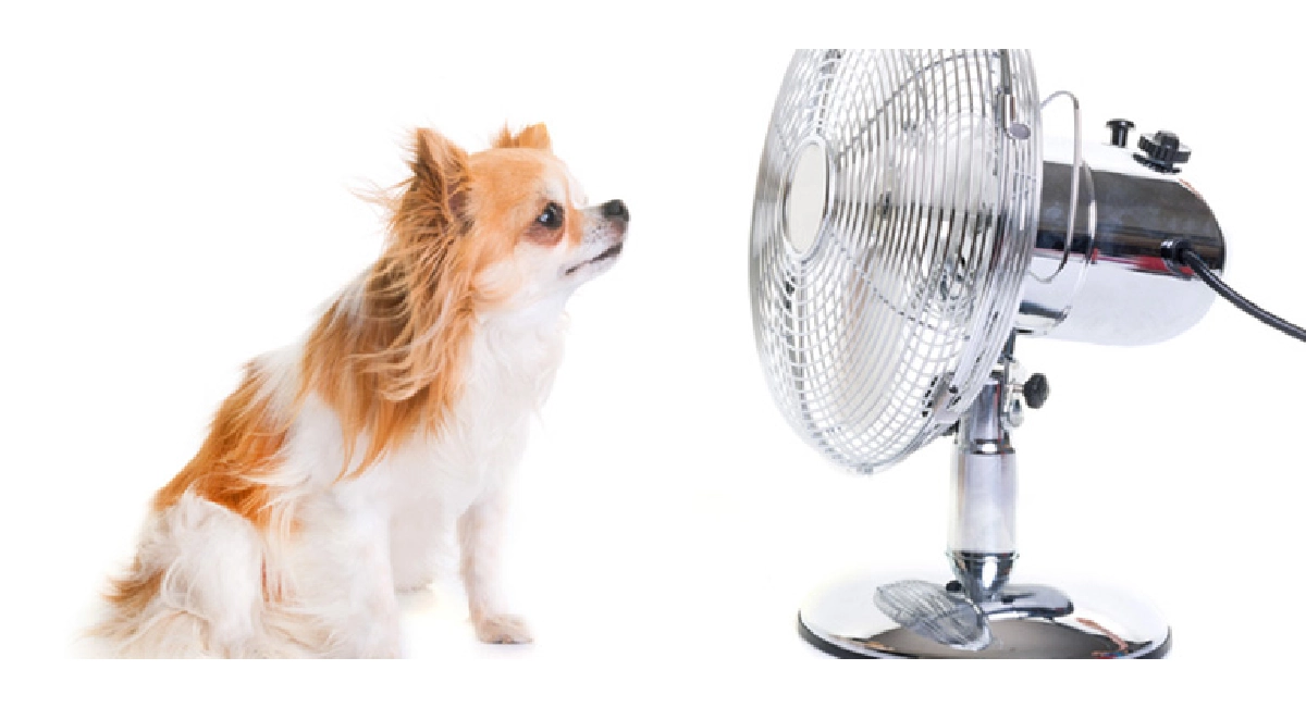 petit chien devant un ventilateur