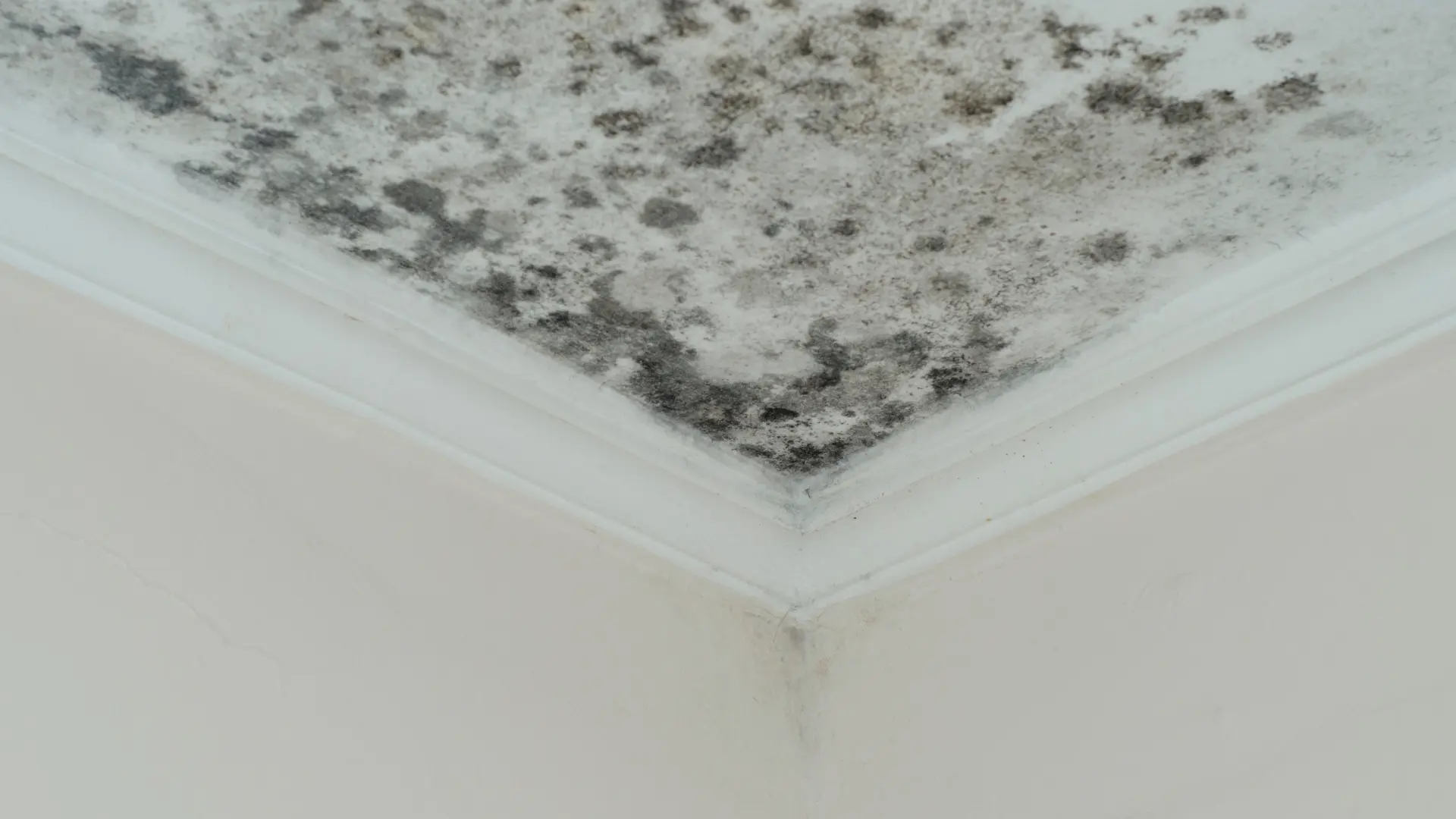 Mould-Remediation-Technician